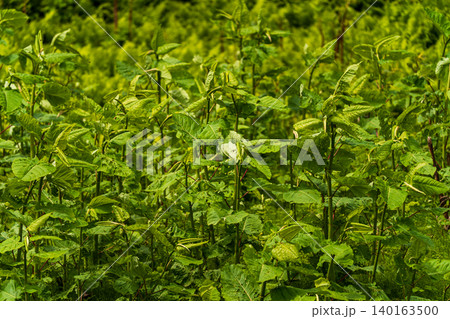 新緑 草原 群生 植物 自然 緑 葉 原野 野草 生態系 初夏 環境 新緑 草原 群生 植物 自然 緑 葉 原野 野草 生態系 初夏 環境 140163500