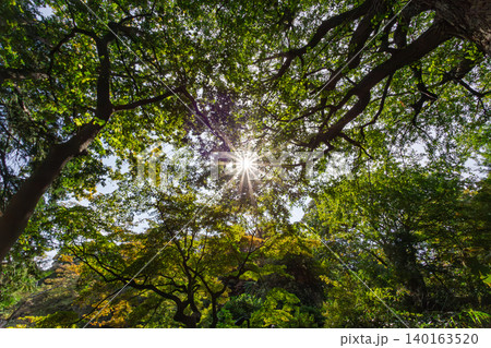 六義園の木々の隙間から美しく差し込むまばゆい太陽の光とサンバースト 2023年11月 六義園の木々の隙間から美しく差し込むまばゆい太陽の光とサンバースト 2023年11月 140163520