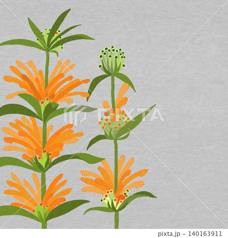 手描きの花のイラスト レオノチス 手描きの花のイラスト レオノチス 140163911