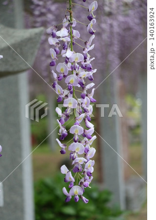一房の紫色の花びらの藤の花のアップの風景 一房の紫色の花びらの藤の花のアップの風景 140163924