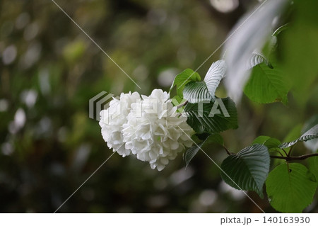 白い花びらのオオデマリの花と緑の葉のある木の枝のアップの風景 白い花びらのオオデマリの花と緑の葉のある木の枝のアップの風景 140163930