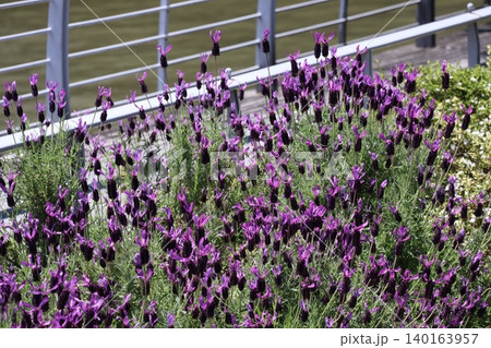 紫色のフレンチラベンダーの花の栽培された花壇の風景 140163957
