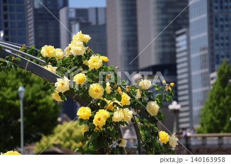 ビル群の街並みをぼかして黄色の花びらの薔薇の花の木にピントを合わせて撮影した風景 140163958