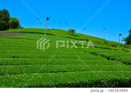 京都 和束茶源郷 茶畑 京都 和束茶源郷 茶畑 140163994