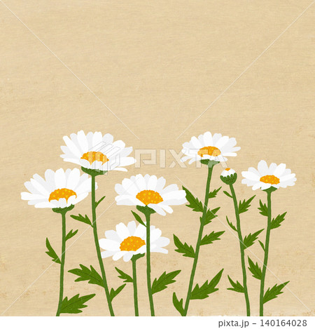 手描きの花のイラスト　ノースポール 140164028