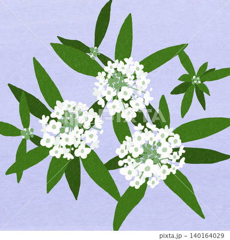 手描きの花のイラスト　スイートアリッサム 140164029