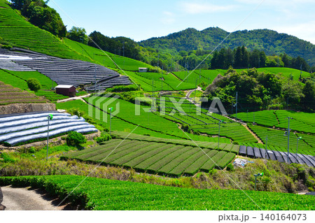 京都　和束茶源郷　白栖・石寺の茶畑 140164073
