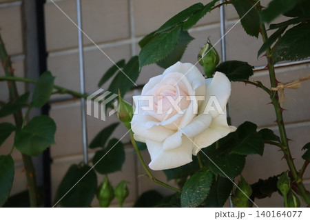 白い花びらの薔薇の花の咲く風景 白い花びらの薔薇の花の咲く風景 140164077