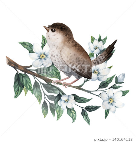 Soft watercolor wren bird sitting on a jasmine branch with delicate white flowers. Hand painted isolated on background Soft watercolor wren bird sitting on a jasmine branch with delicate white flowers. Hand painted isolated on background 140164118