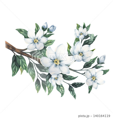 Elegant watercolor jasmine branch illustration with green leaves and white flowers and buds. Hand painted isolated on background Elegant watercolor jasmine branch illustration with green leaves and white flowers and buds. Hand painted isolated on background 140164119