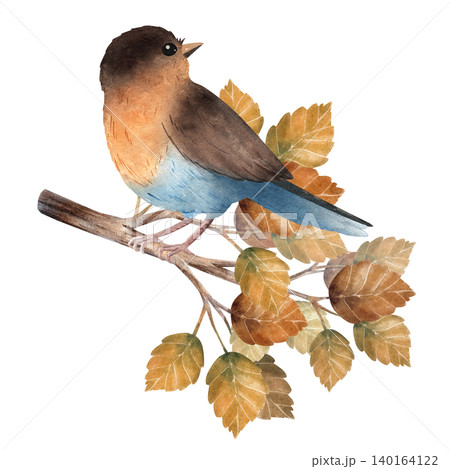 Watercolor robin bird perched on a birch branch with warm autumn leaves. Hand painted isolated on background Watercolor robin bird perched on a birch branch with warm autumn leaves. Hand painted isolated on background 140164122
