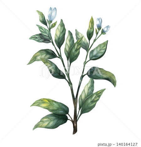 Elegant watercolor jasmine branch illustration with green leaves and white flower buds. Hand painted isolated on background Elegant watercolor jasmine branch illustration with green leaves and white flower buds. Hand painted isolated on background 140164127
