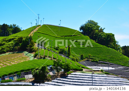 京都 和束茶源郷 白栖・石寺の茶畑 京都 和束茶源郷 白栖・石寺の茶畑 140164136