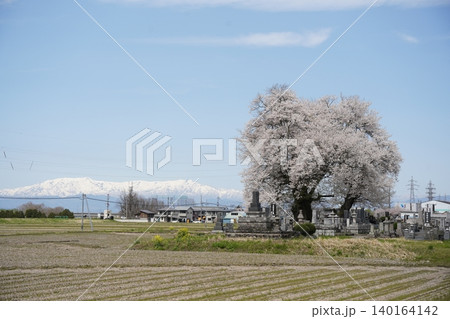 会津若松の一ノ堰羽黒墓地の種蒔桜と飯豊連峰のコラボ 会津若松の一ノ堰羽黒墓地の種蒔桜と飯豊連峰のコラボ 140164142