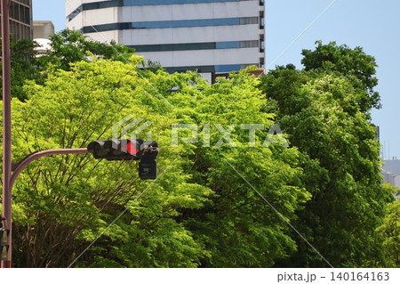 赤く点灯する信号機と緑の葉の街路樹と高層ビルの街並みと青空の風景 140164163