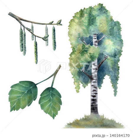 Watercolor birch tree set with leaves and catkins, hand painted botanical elements isolated on white background for autumn themes, forest design, eco branding, packaging, prints, natural compositions 140164170