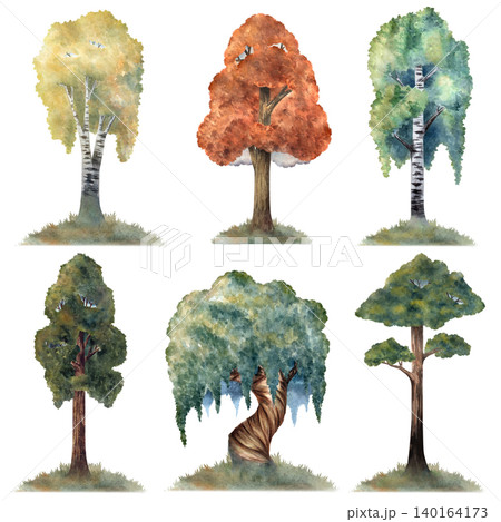 Watercolor trees set with birch, pine, maple, oak and willow , hand painted botanical collection isolated on white background for nature design, packaging, prints, and compositions 140164173