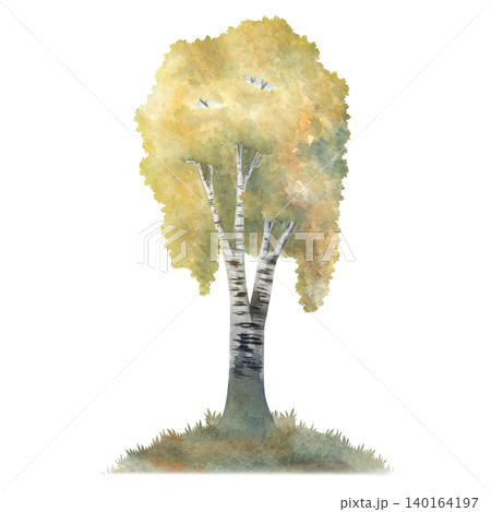 Watercolor birch tree with yellow autumn foliage, hand painted botanical illustration. Perfect for seasonal design, fall themes, forest landscapes, prints, packaging and natural decorative projects Watercolor birch tree with yellow autumn foliage, hand painted botanical illustration. Perfect for seasonal design, fall themes, forest landscapes, prints, packaging and natural decorative projects 140164197