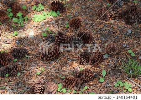 シマモミの茶色の落ち葉と実の落ちている地面の風景 140164401