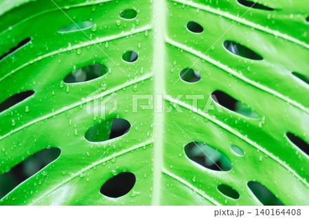 Monstera, Hurricane plant or Swiss cheese plant or ARACEAE and rain droplet 140164408