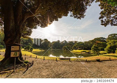 巨木の木陰から望む六義園の大泉水と美しく広がる日本庭園の全景 2023年11月 巨木の木陰から望む六義園の大泉水と美しく広がる日本庭園の全景 2023年11月 140164474