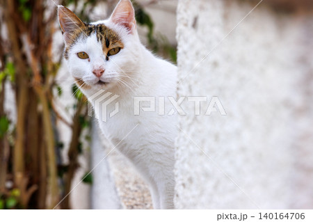 Curious white cat peeking from behind a wall in a residential neighborhood of Paphos, Cyprus. Authentic Mediterranean street cat portrait Curious white cat peeking from behind a wall in a residential neighborhood of Paphos, Cyprus. Authentic Mediterranean street cat portrait 140164706