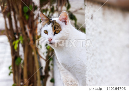 Curious white cat peeking from behind a wall in a residential neighborhood of Paphos, Cyprus. Authentic Mediterranean street cat portrait 140164708
