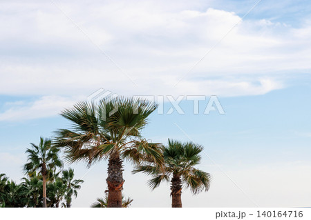 Palm trees against cloudy sky in mediterranean coastal town. Minimal outdoor scene with copy space Palm trees against cloudy sky in mediterranean coastal town. Minimal outdoor scene with copy space 140164716