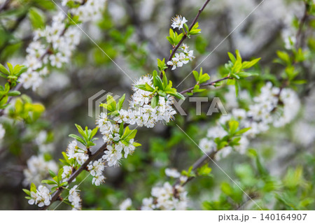 Soft spring white cherry blossoms and fresh green leaves 140164907