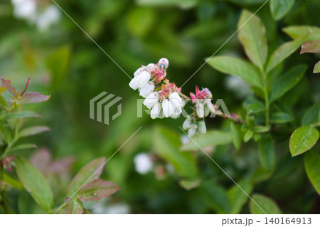 Close-up view of white blueberry blossoms Close-up view of white blueberry blossoms 140164913