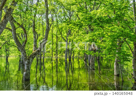 新緑の白川湖と水没林 山形県飯豊町 新緑の白川湖と水没林 山形県飯豊町 140165048