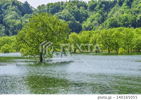 新緑の白川湖と水没林 山形県飯豊町 新緑の白川湖と水没林 山形県飯豊町 140165055