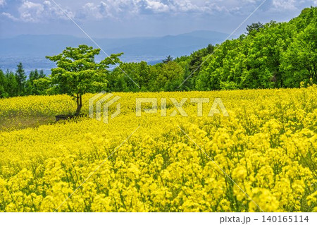 初夏に咲く菜の花　三ノ倉高原（スキー場）の花畑　福島県喜多方市 140165114