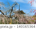 五ヶ瀬町浄専寺のしだれ桜 140165364