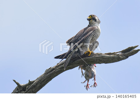 獲物を持ってきて幼鳥を呼ぶハヤブサ親鳥 獲物を持ってきて幼鳥を呼ぶハヤブサ親鳥 140165405