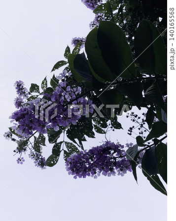 Garden with flowerbed and colorful tropical plants Garden with flowerbed and colorful tropical plants 140165568
