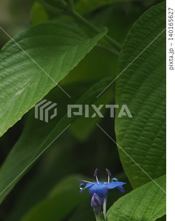 3月の植物館でマクロ撮影した緑の葉と水滴をまとったルリハナガサ 3月の植物館でマクロ撮影した緑の葉と水滴をまとったルリハナガサ 140165627