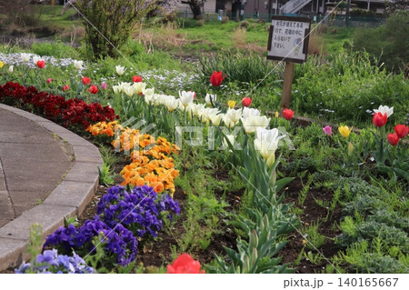 春の河川敷にある公園に咲くカラフルなパンジーの花とチューリップの花 140165667