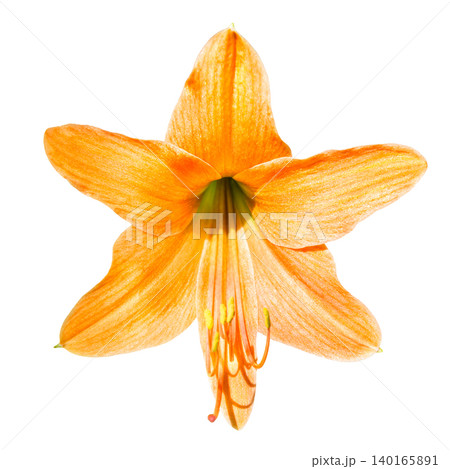 Orange lilly flower Orange lilly flower 140165891