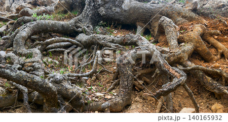 Root of big tree Root of big tree 140165932