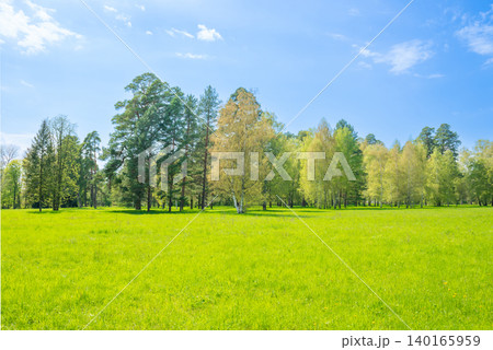 Green park forest with green trees Green park forest with green trees 140165959