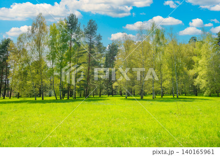 Green park forest with green trees Green park forest with green trees 140165961