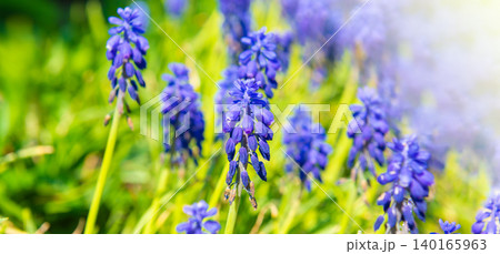 Blue flowers hyacinth 140165963
