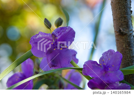 ムラサキツユクサの花 140165984