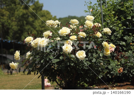 荒尾市 おもやい市民花壇 バラの花、 荒尾市 おもやい市民花壇 バラの花、 140166190