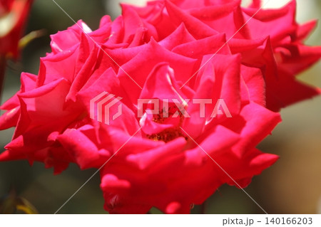 荒尾市 おもやい市民花壇 バラの花、 荒尾市 おもやい市民花壇 バラの花、 140166203