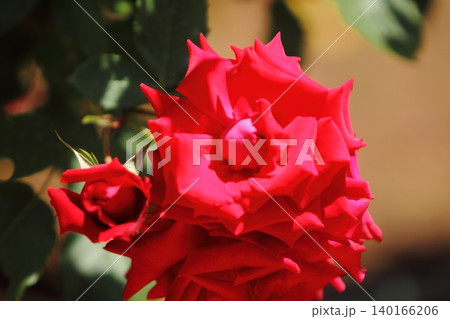 荒尾市 おもやい市民花壇 バラの花、 荒尾市 おもやい市民花壇 バラの花、 140166206