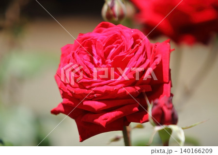 荒尾市 おもやい市民花壇 バラの花、 荒尾市 おもやい市民花壇 バラの花、 140166209