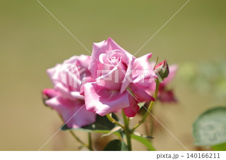荒尾市 おもやい市民花壇 バラの花、 荒尾市 おもやい市民花壇 バラの花、 140166211
