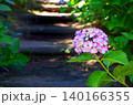 紫陽花（アジサイ） 140166355